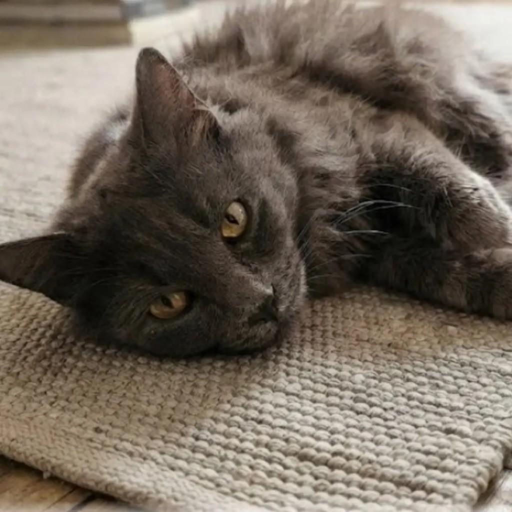 Inox, gato para adoção em Brasília - DF — foto 3 de 3