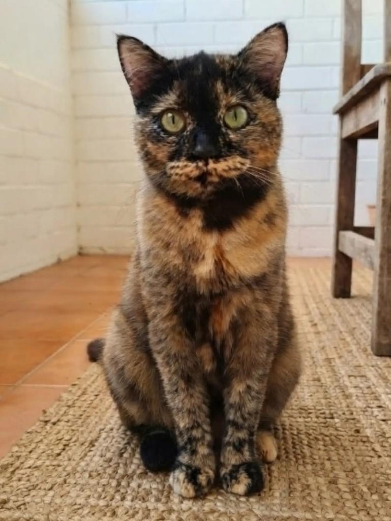 Clotilde, gata de porte pequeno para adoção em Brasília - DF