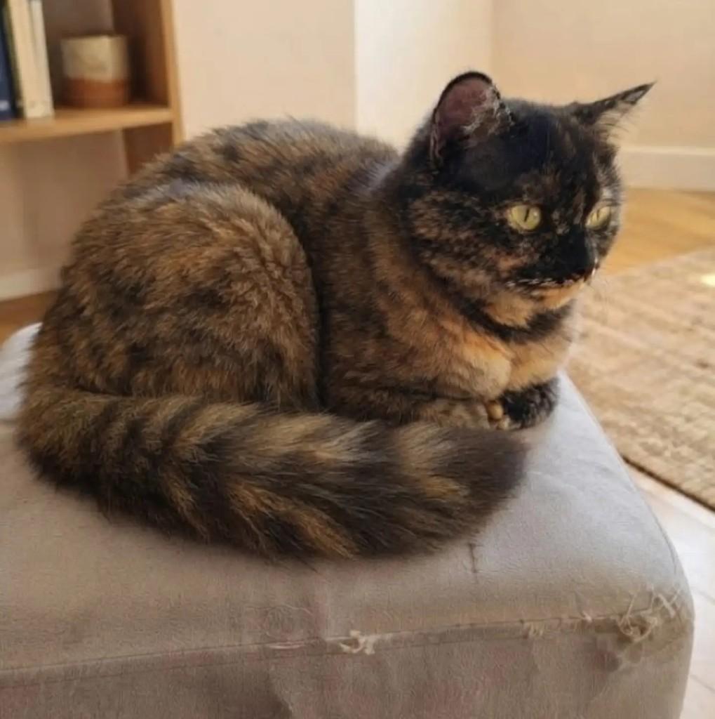 Clotilde, gata de porte pequeno para adoção em Brasília - DF — foto 2 de 3