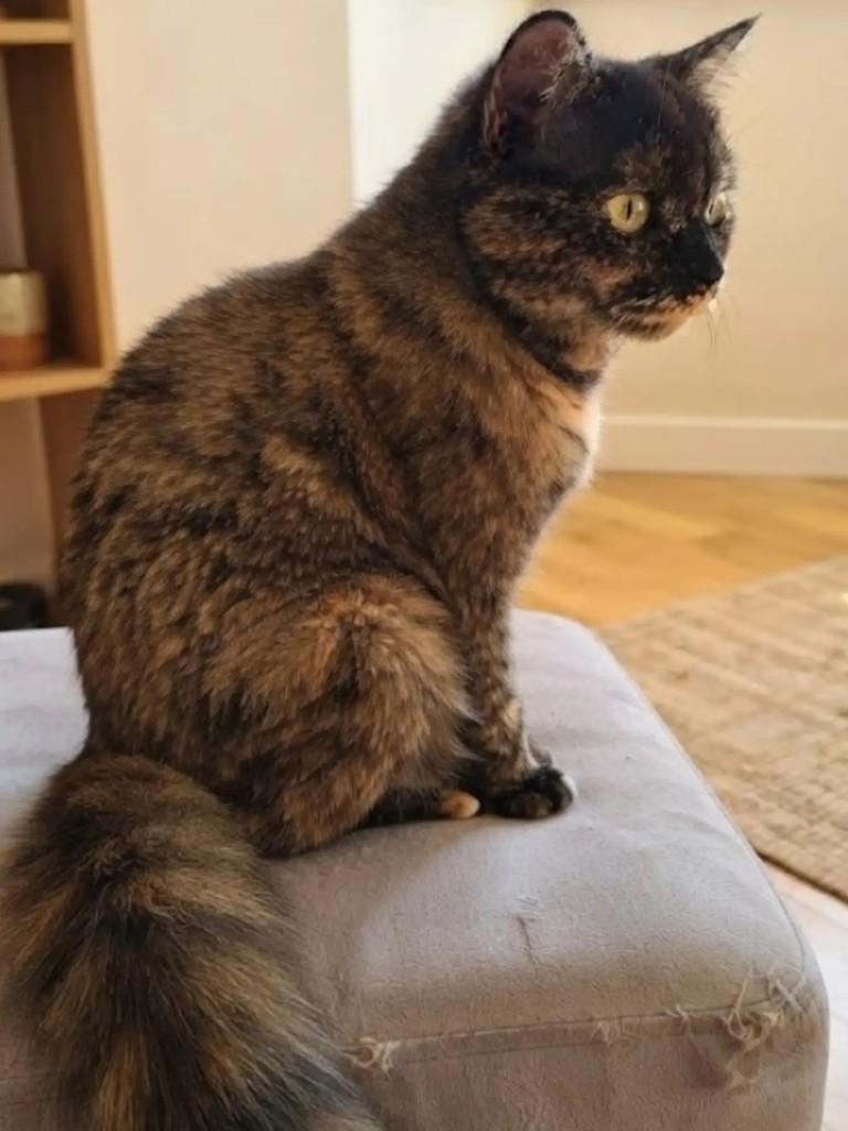 Clotilde, gata de porte pequeno para adoção em Brasília - DF — foto 3 de 3