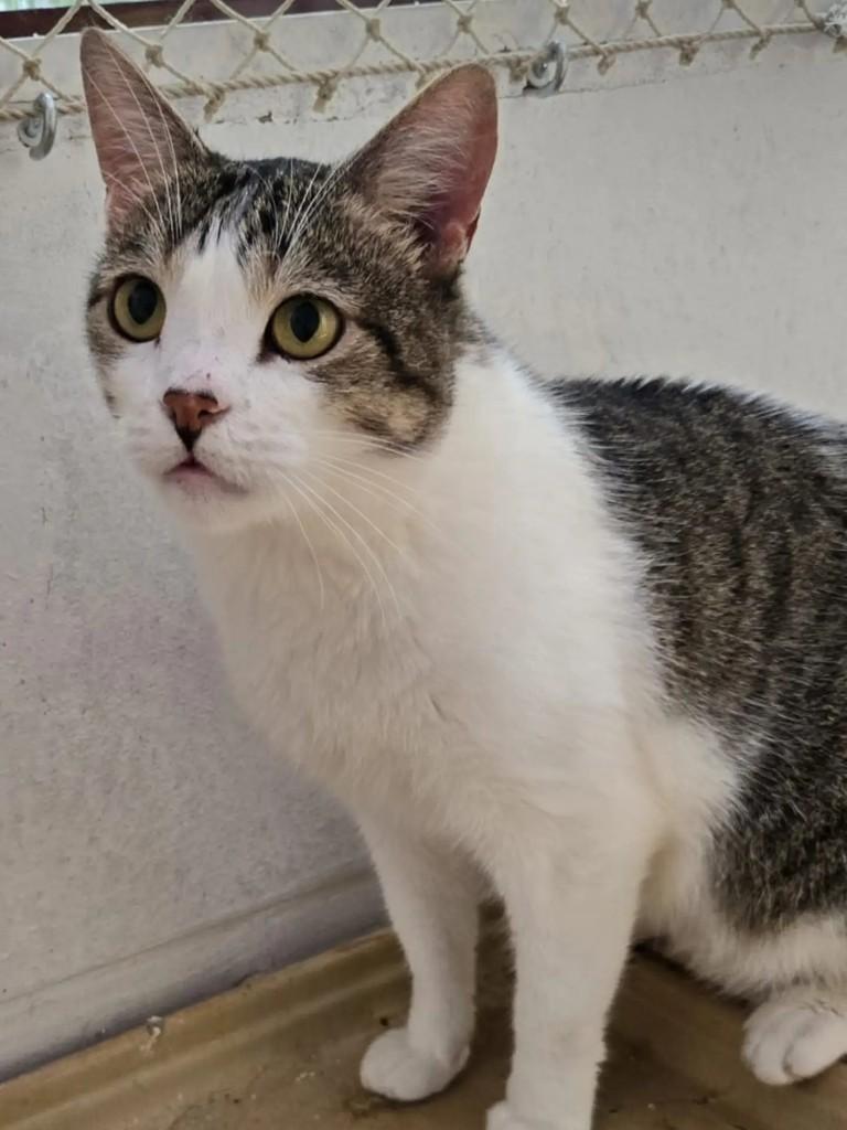 Tigrao, gato de porte médio para adoção em Brasília - DF