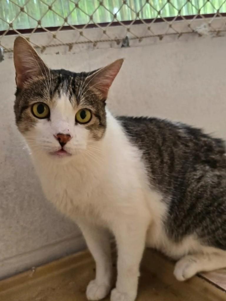 Tigrao, gato de porte médio para adoção em Brasília - DF — foto 2 de 4