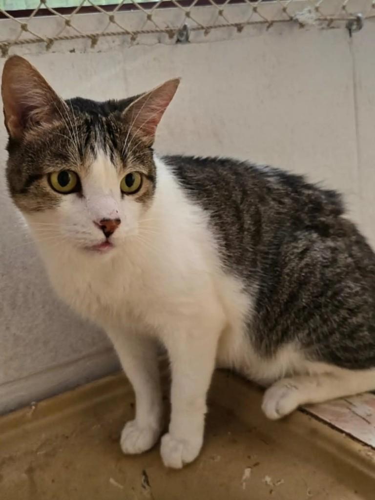 Tigrao, gato de porte médio para adoção em Brasília - DF — foto 3 de 4