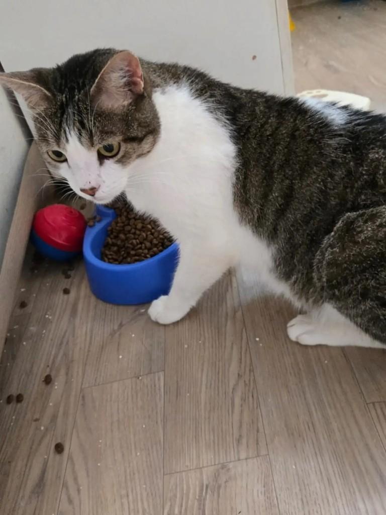 Tigrao, gato de porte médio para adoção em Brasília - DF — foto 4 de 4