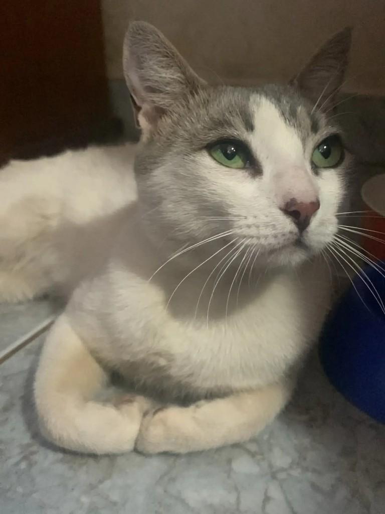 Lipe, gato de porte pequeno para adoção em Brasília - DF