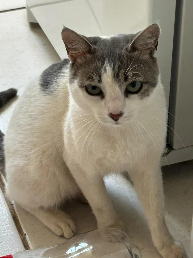 Lipe, gato de porte pequeno para adoção em Brasília - DF — foto 2 de 2