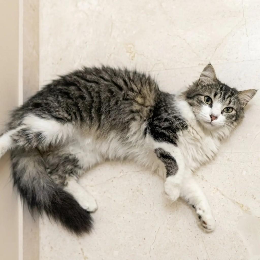 Tom, gato de porte médio para adoção em Brasília - DF — foto 2 de 5