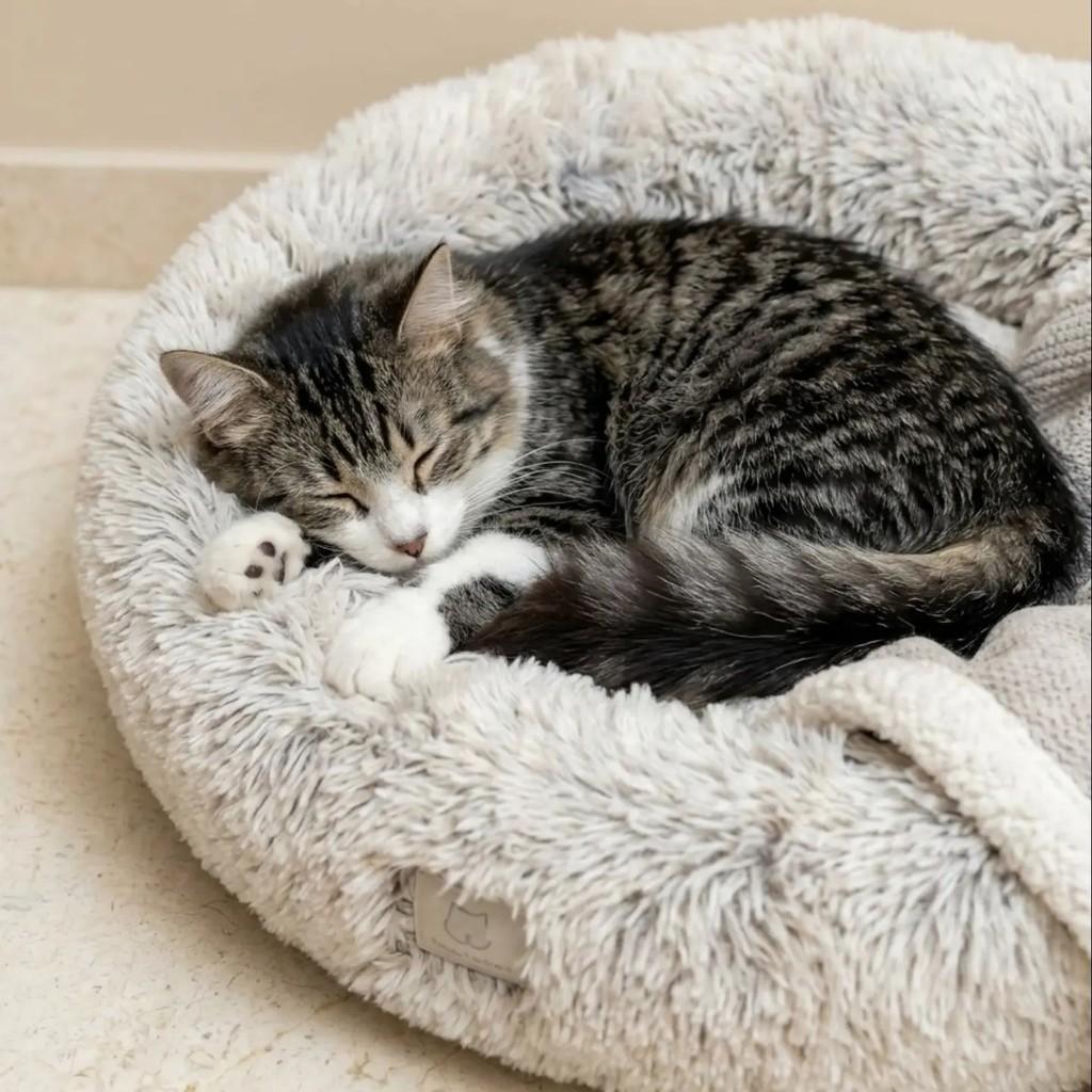Tom, gato de porte médio para adoção em Brasília - DF — foto 4 de 5
