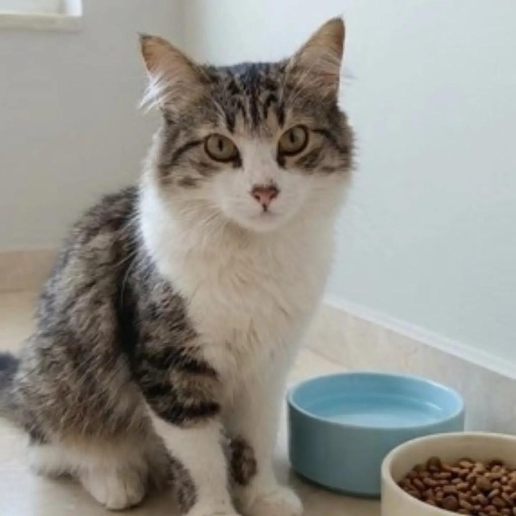 Tom, gato de porte médio para adoção em Brasília - DF — foto 5 de 5