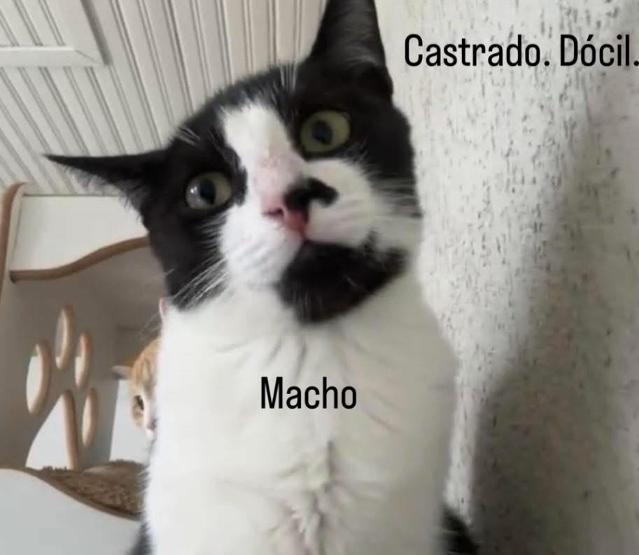 Super dicil, gato de porte médio para adoção em Curitiba - PR
