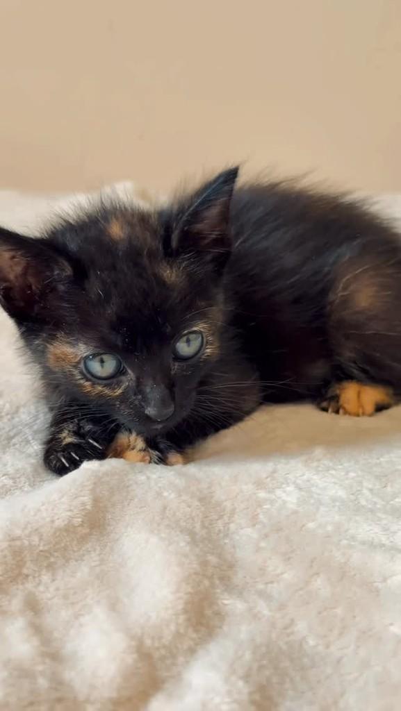 Princesa, gato de porte médio para adoção em Curitiba - PR