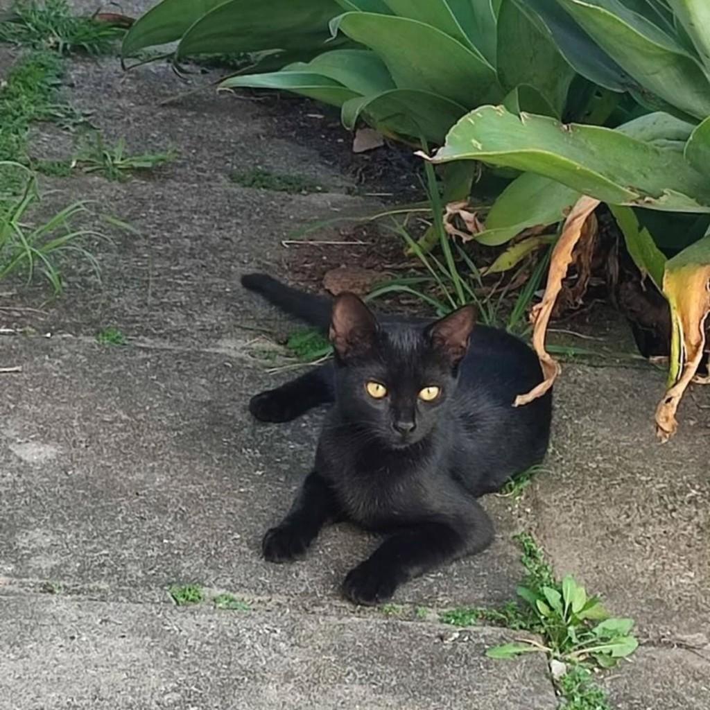 Hirton, gata de porte pequeno para adoção em Curitiba - PR
