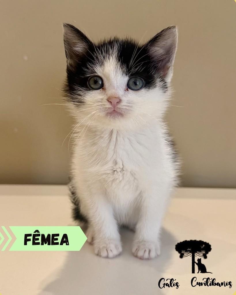 Dani, gato de porte pequeno para adoção em Curitiba - PR