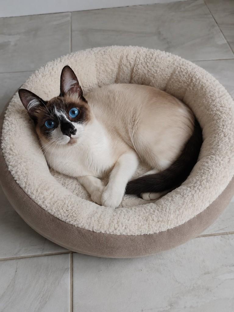 Leona, gata de porte pequeno para adoção em São Paulo - SP