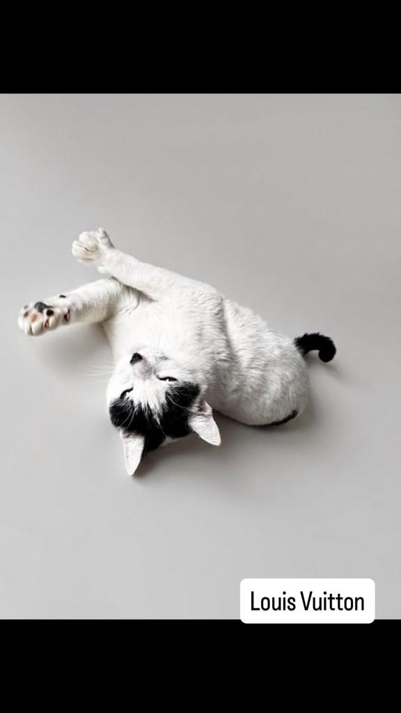 Louis Vuitton, gato para adoção em São Paulo - SP