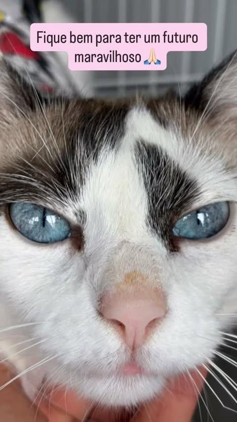 Lily, gata para adoção em São Paulo - SP