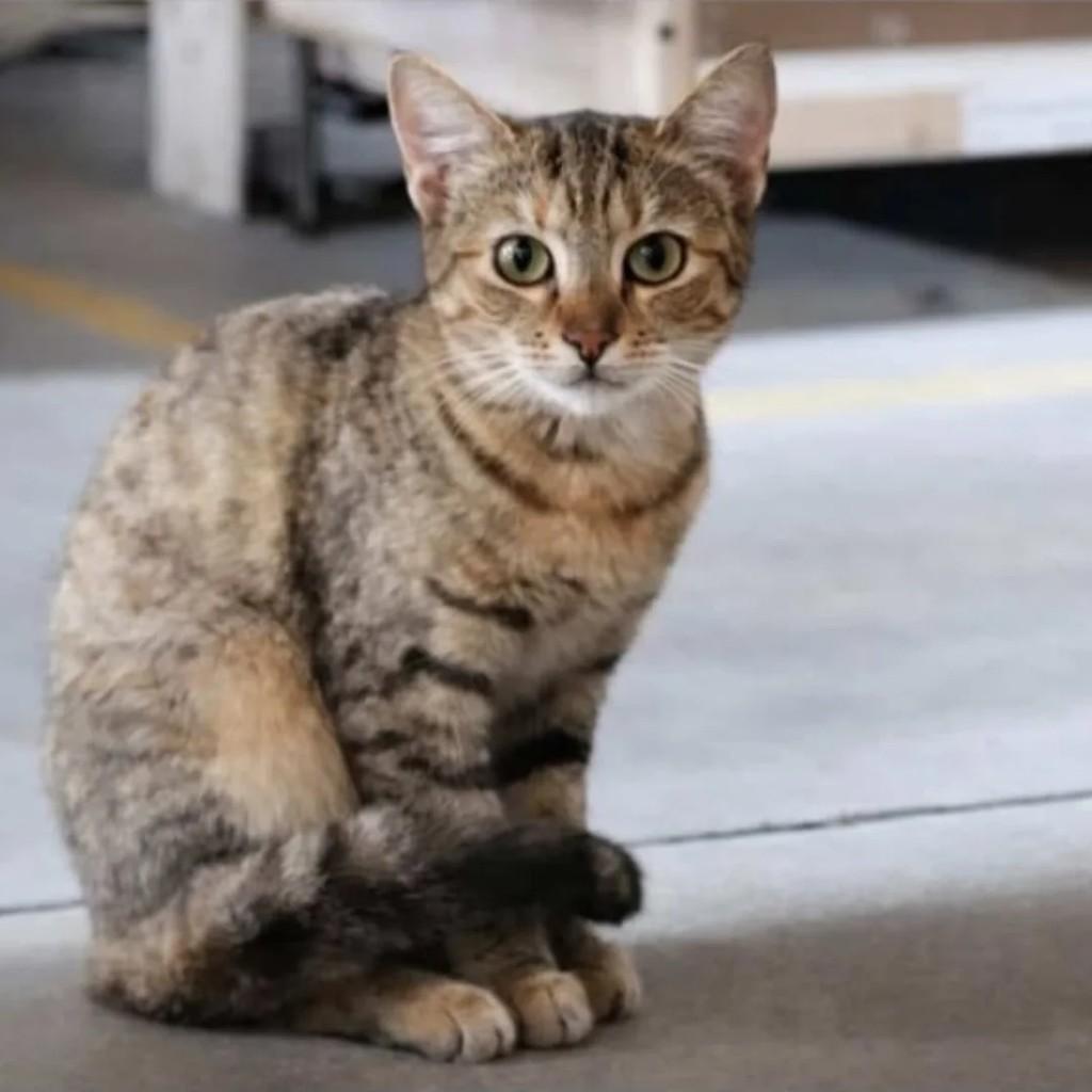 Bebezinha, gata de porte pequeno para adoção em Santa Maria - RS
