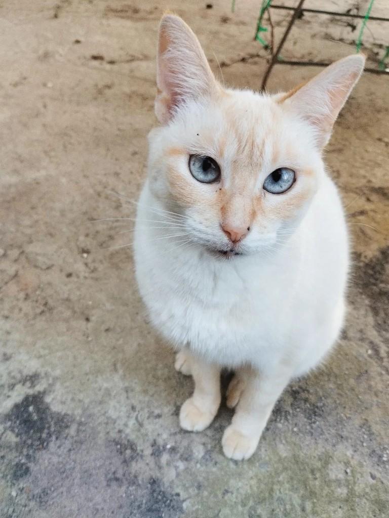 Princesinha, gata de porte pequeno para adoção em Santa Maria - RS