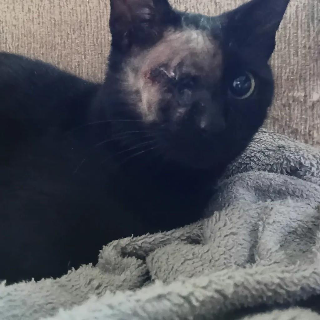 Artur, gato de porte médio para adoção em Santa Maria - RS