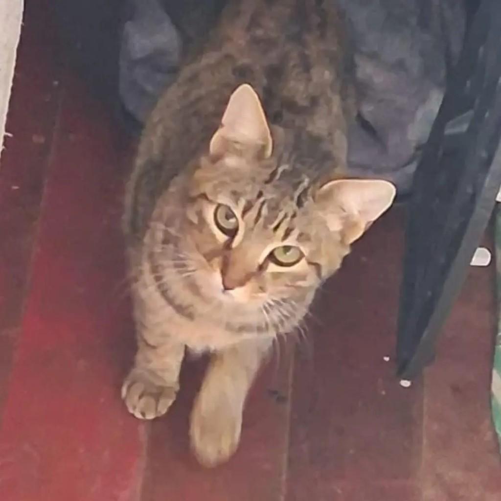 Menininho, gato de porte pequeno para adoção em Santa Maria - RS