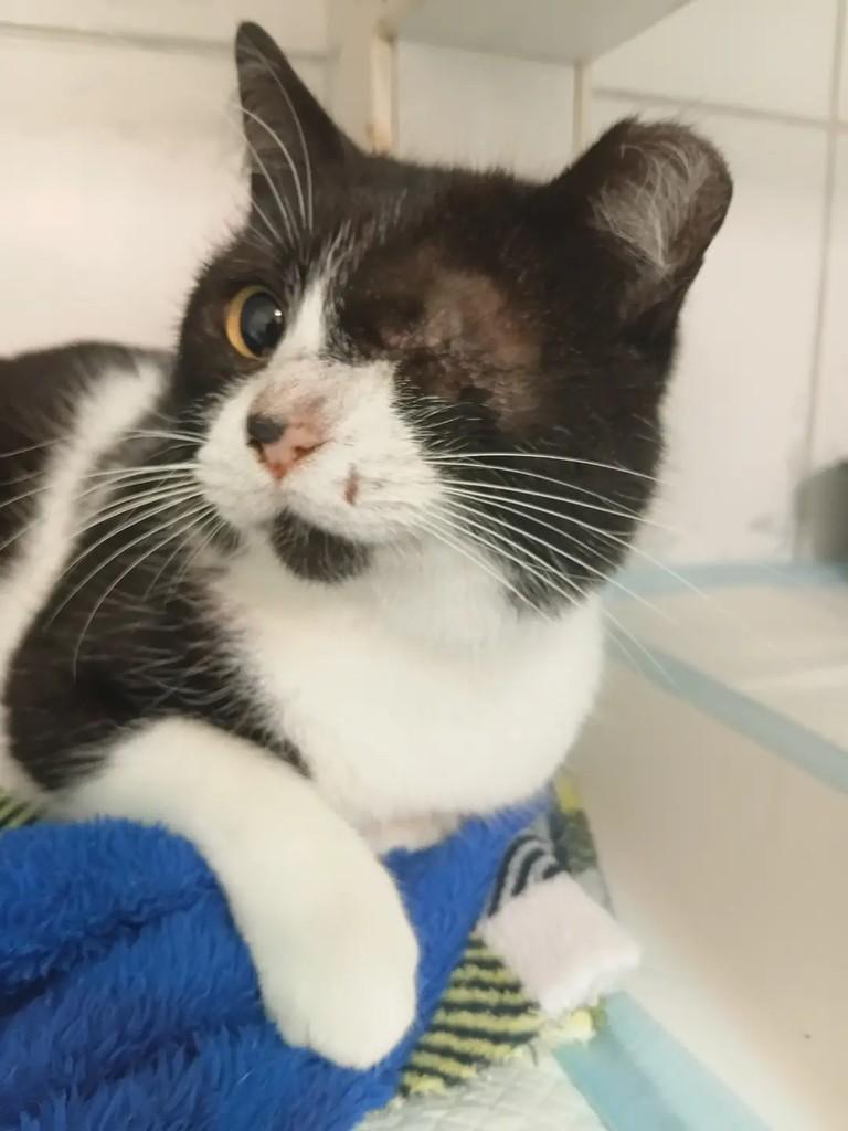 Jolinha, gato de porte pequeno para adoção em Santa Maria - RS
