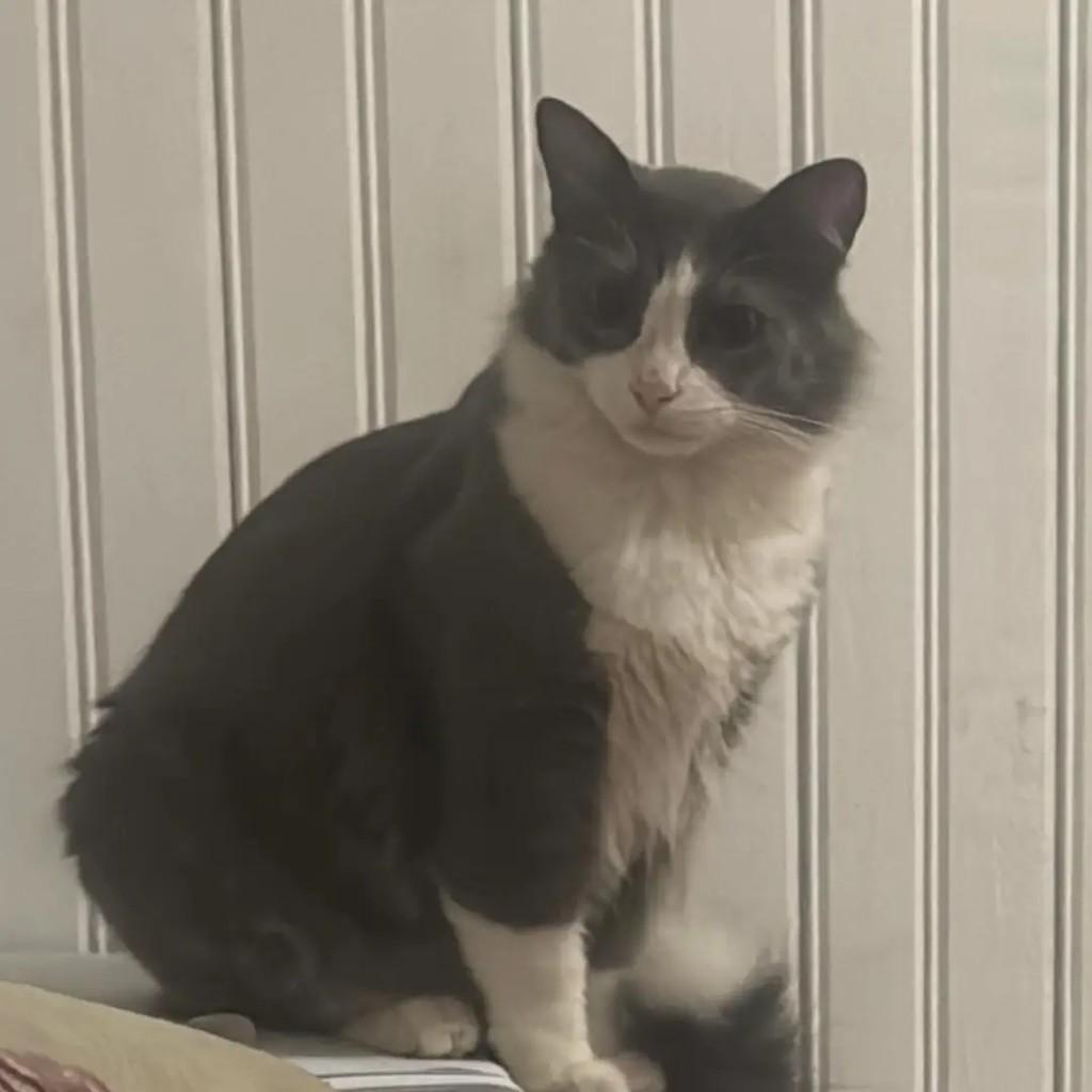 Johnny, gato de porte médio para adoção em Santa Maria - RS