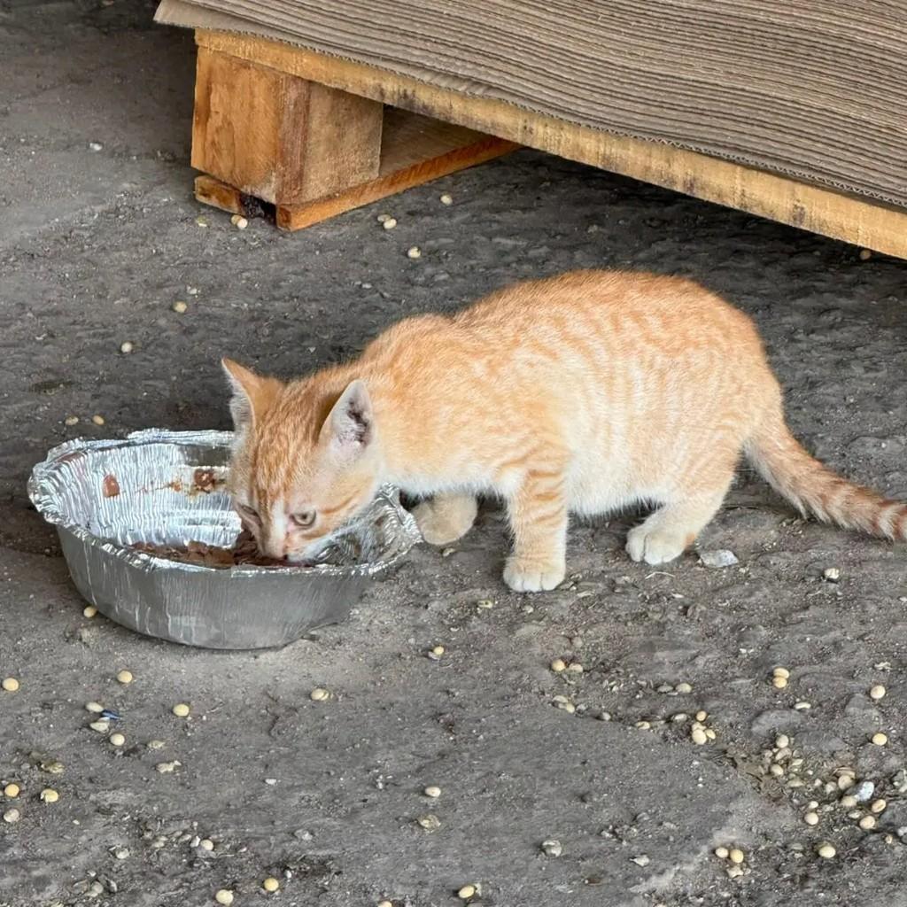 Bebezinho, gato de porte pequeno para adoção em Santa Maria - RS