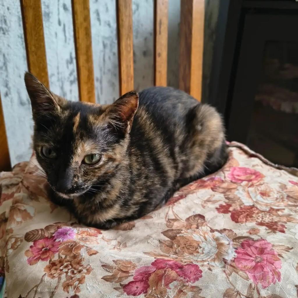 Mocinha, gata de porte pequeno para adoção em Santa Maria - RS