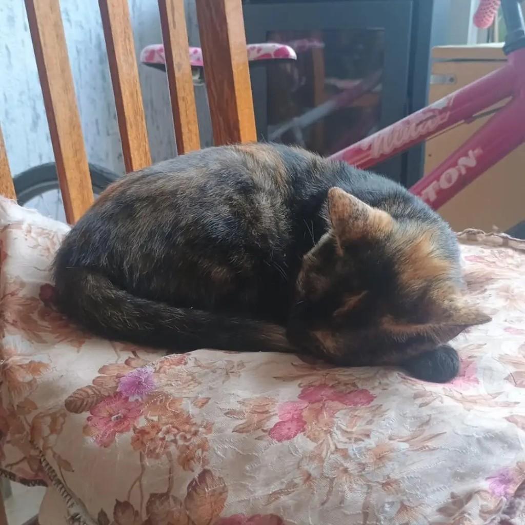 Mocinha, gata de porte pequeno para adoção em Santa Maria - RS — foto 2 de 2