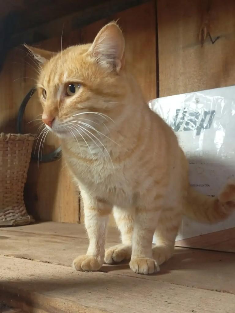 Laranjinha, gata de porte pequeno para adoção em Santa Maria - RS