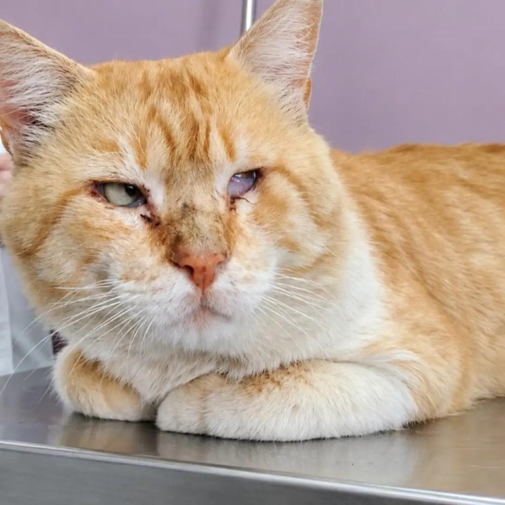 Melado, gato de porte médio para adoção em Santa Maria - RS