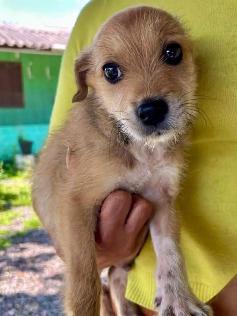 Mimoso, cachorro de porte pequeno para adoção em Santa Maria - RS