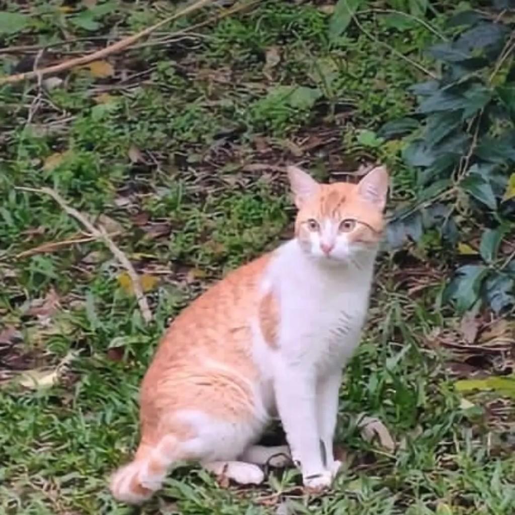 Ruivinho, gato de porte pequeno para adoção em Santa Maria - RS
