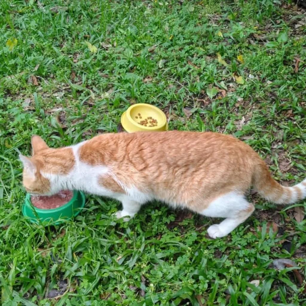 Ruivinho, gato de porte pequeno para adoção em Santa Maria - RS — foto 2 de 2