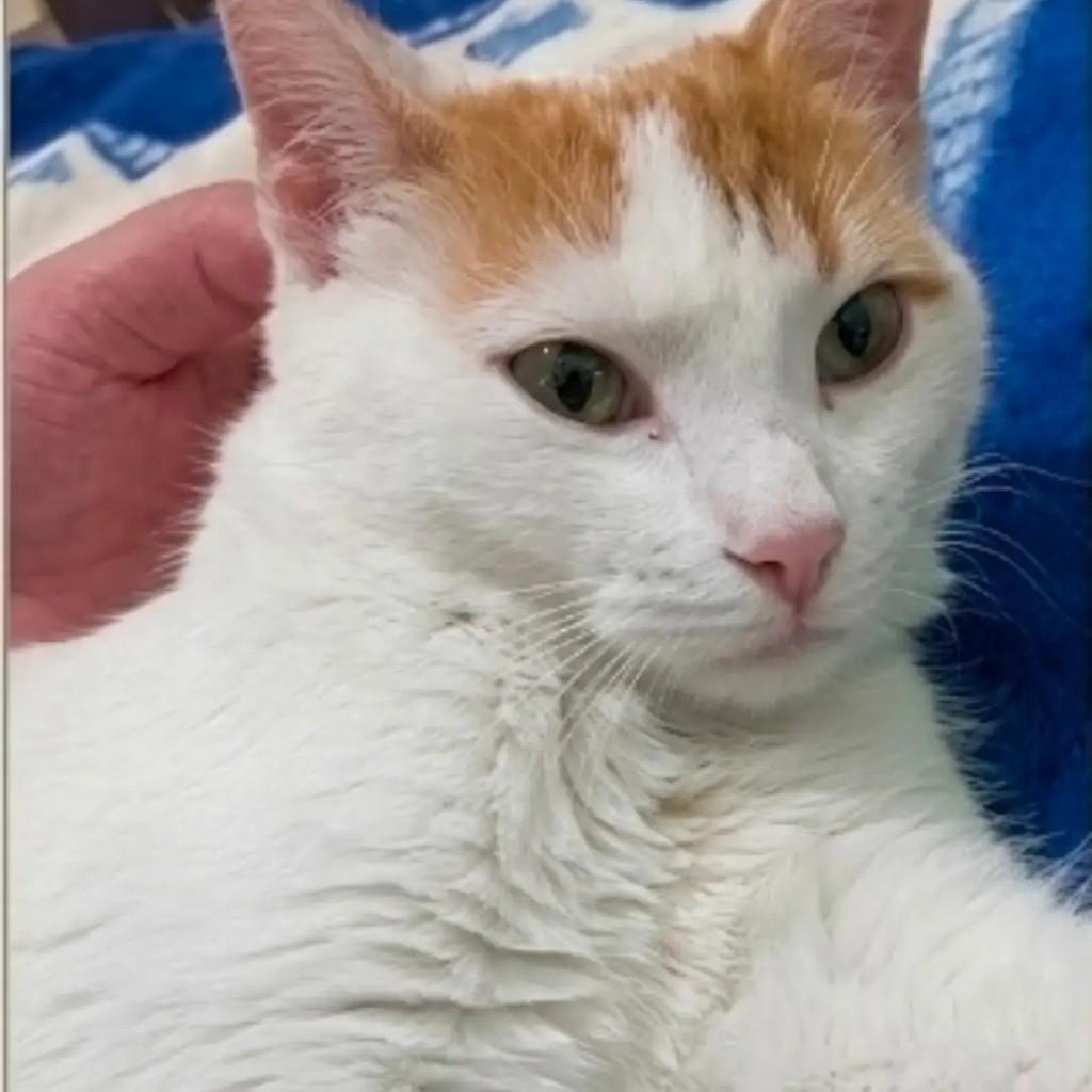Mingau, gato para adoção em Santa Maria - RS