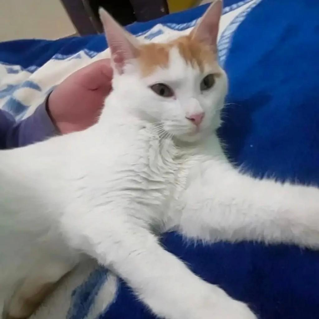 Mingau, gato para adoção em Santa Maria - RS — foto 2 de 3