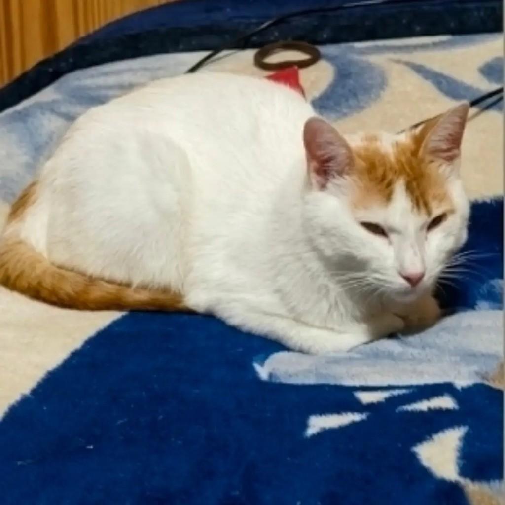 Mingau, gato para adoção em Santa Maria - RS — foto 3 de 3