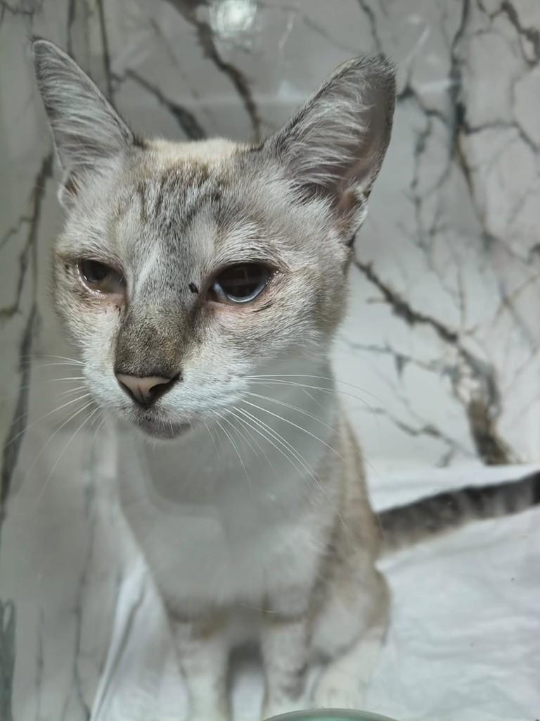 Patty, gata de porte pequeno para adoção em Natal - RN