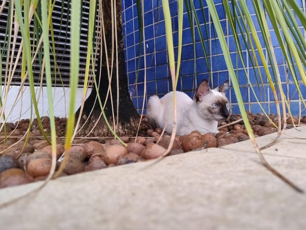 Siamêsa, gata de porte pequeno para adoção em Natal - RN