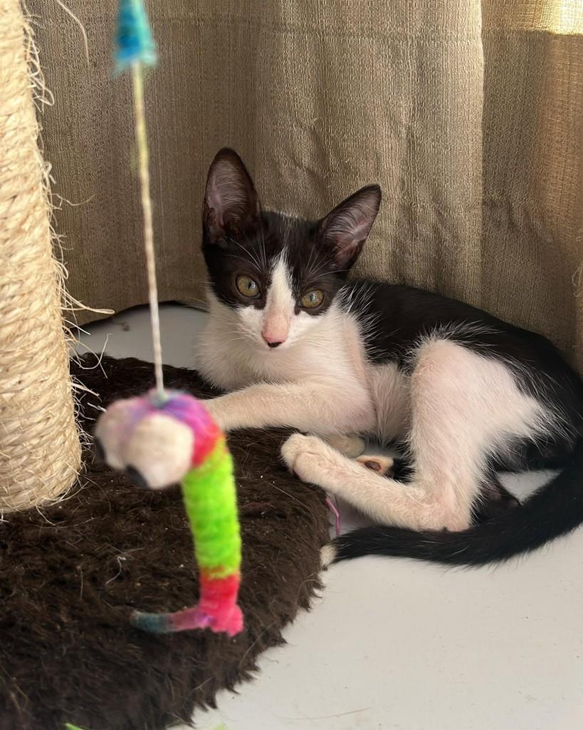 Garinho, gato de porte pequeno para adoção em Natal - RN