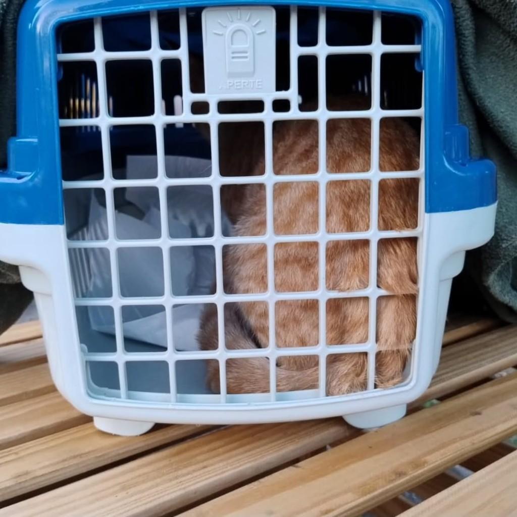 Amarelinha, gata para adoção em Natal - RN