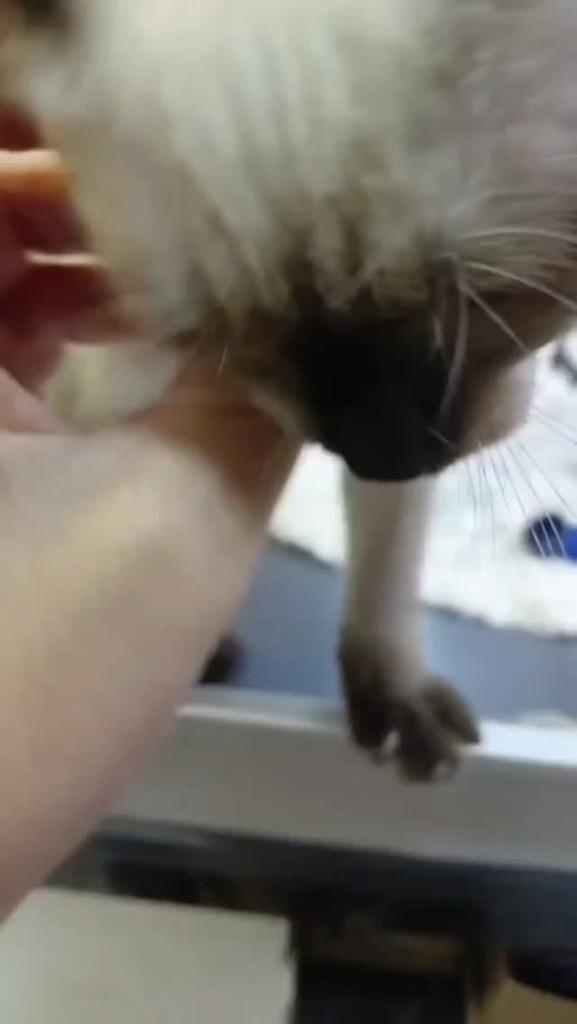 Catharina, gato de porte pequeno para adoção em Natal - RN
