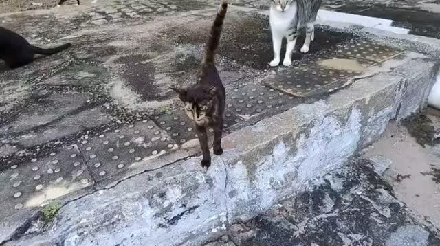 Escaminha, gata de porte pequeno para adoção em Natal - RN