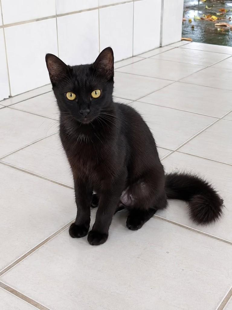 Naomi, gata de porte pequeno para adoção em Natal - RN