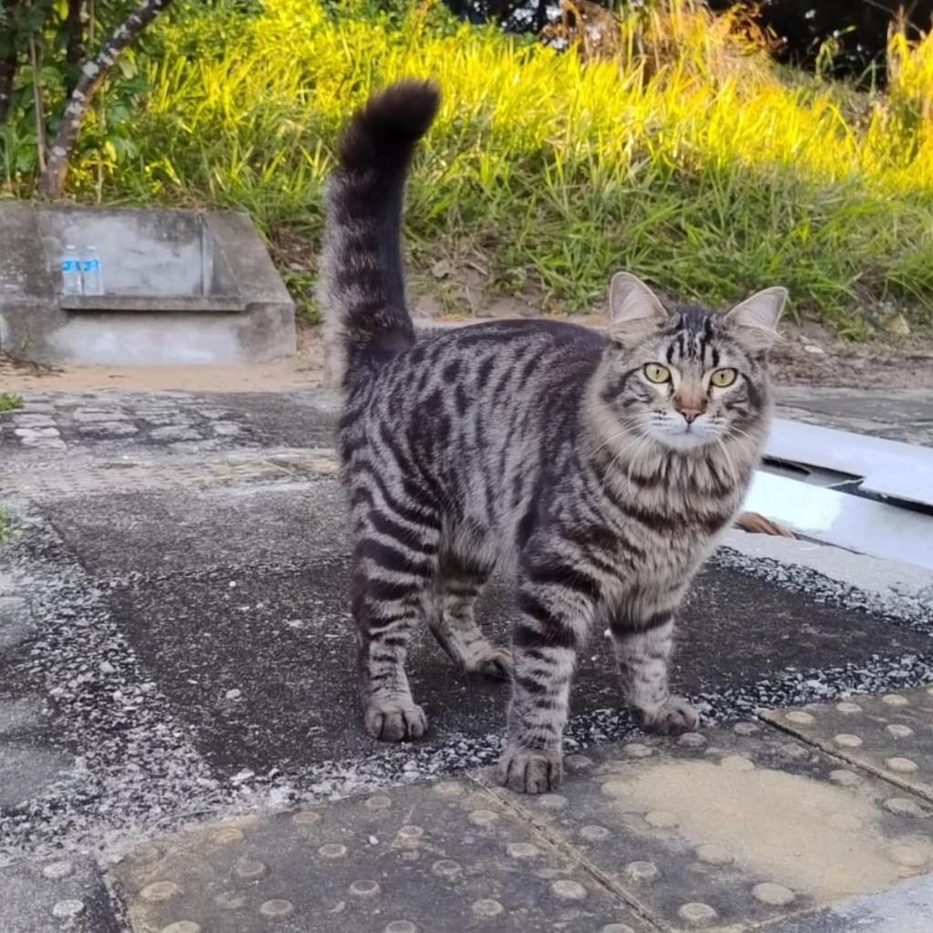 Maravilhoso, gato de porte médio para adoção em Natal - RN
