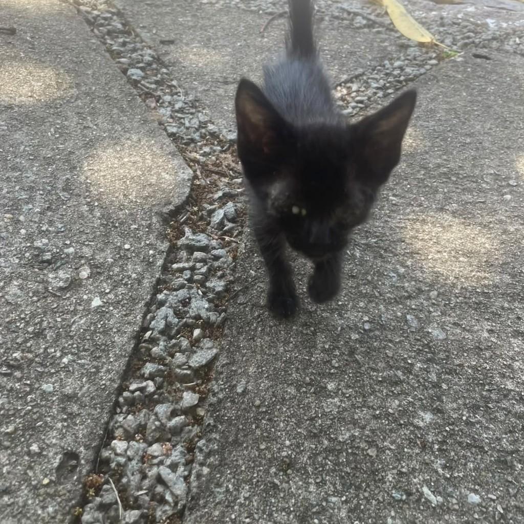 Pretinho, gato de porte pequeno para adoção em Natal - RN