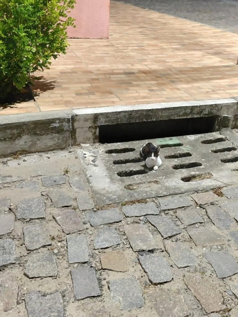 Belinho, gato de porte pequeno para adoção em Natal - RN