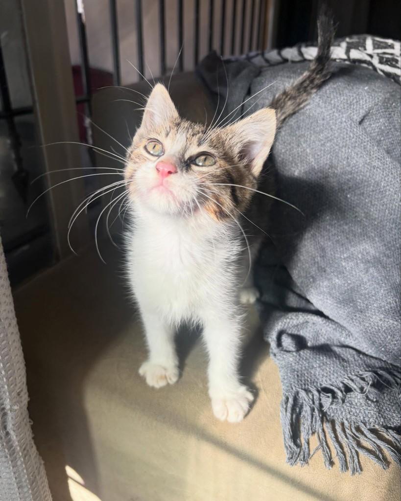 Guto, gato de porte médio para adoção em São Paulo - SP