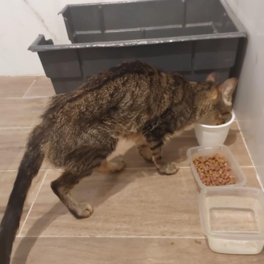 Morgana, gato de porte médio para adoção em Novo Hamburgo - RS