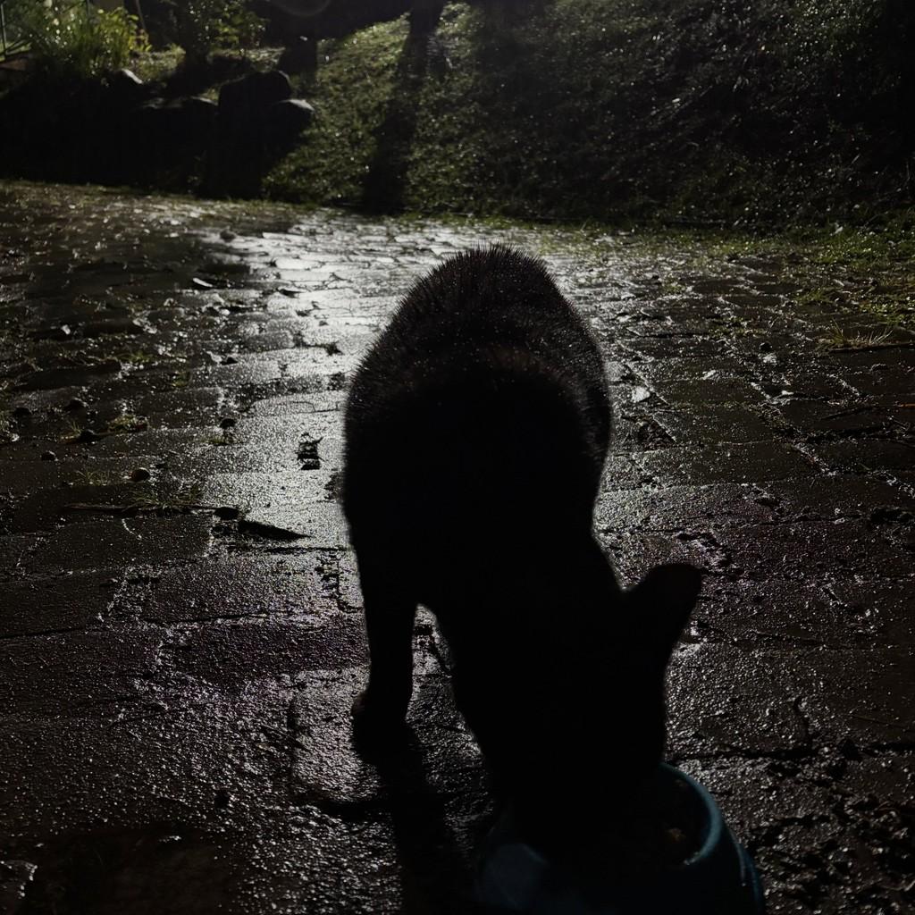 Nyx, gata de porte médio para adoção em Novo Hamburgo - RS